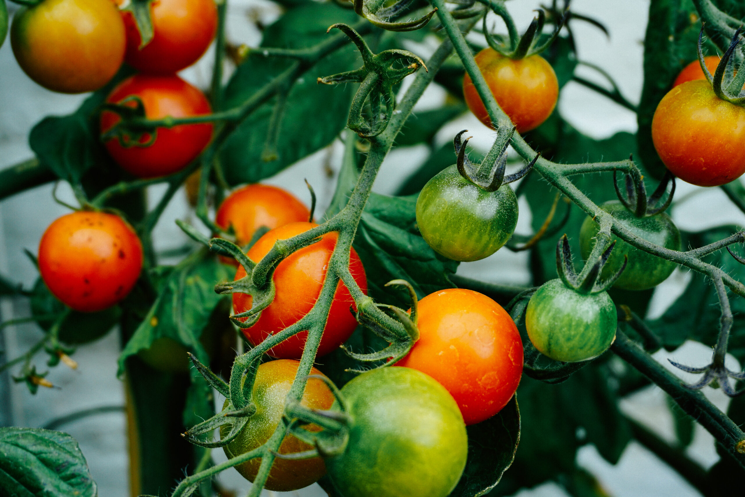 A majority in the Dutch parliament calls for an Action Plan for Plant-based Foods
